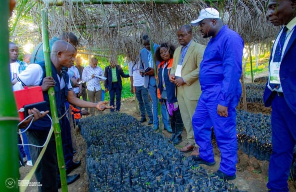 Nord-Ubangi : le cacao relance l’agriculture à Gbadolite